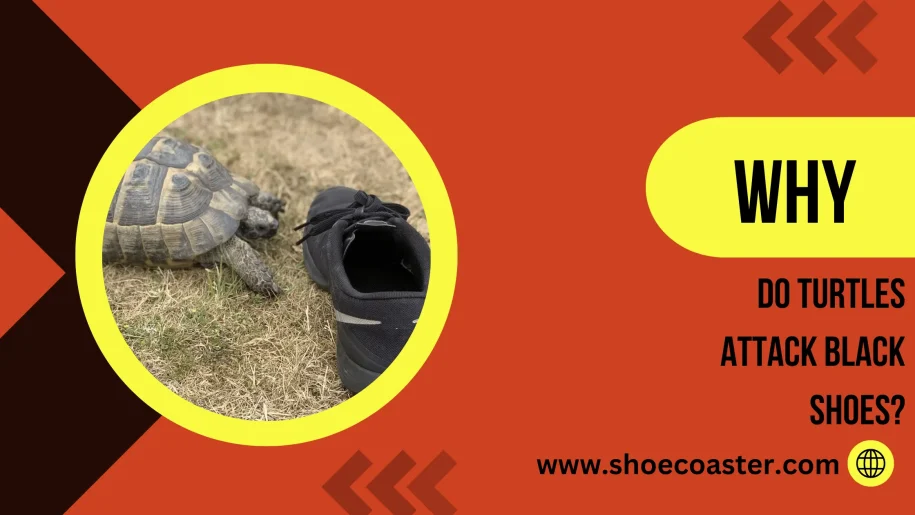 Why Do Turtles Attack Black Shoes? Pro Tips